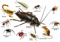 Pest Identification