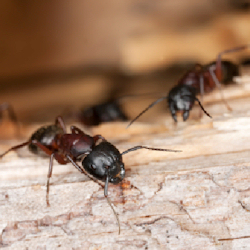 carpenter-ant-control