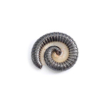 millipedes