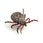 ticks