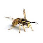 wasp